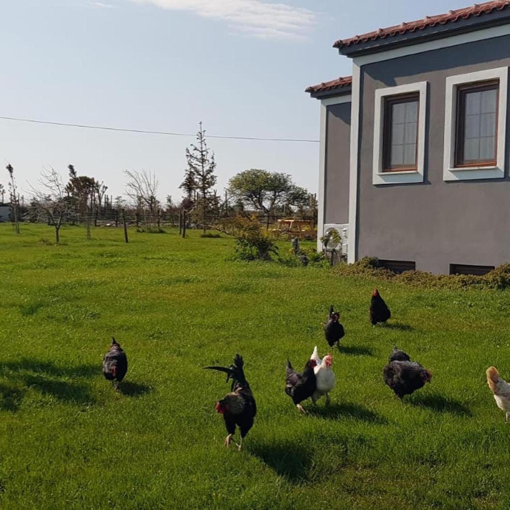 Adayel Bagevi & Butik Otel Bozcaada Esterno foto