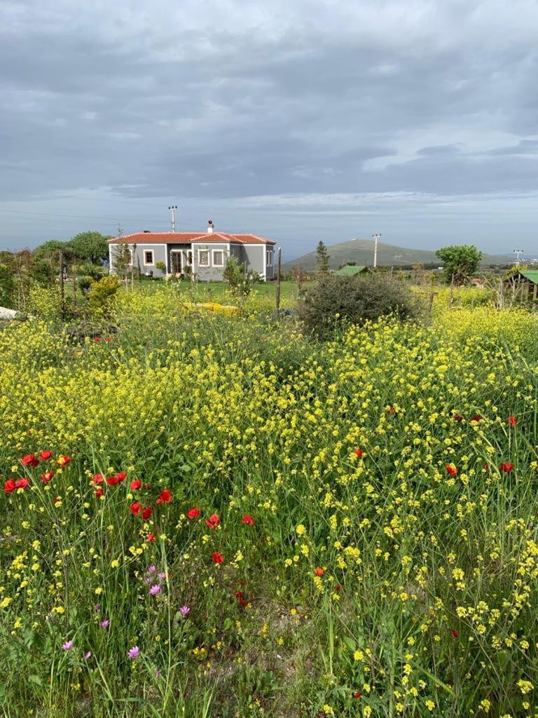 Adayel Bagevi & Butik Otel Bozcaada Esterno foto